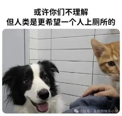 这张梗图以真实拍摄的厕所场景为画面，上方配有文字“或许你们不理解 但人类是更希望一个人上厕所的”。画面里一只黑白边境牧羊犬开心地待在厕所中看向镜头，旁边的橘猫也探出头来，还有人的手露出，生动还原了养宠人上厕所时，宠物总会跟着进来凑热闹的日常场景，戳中了养宠人想要独处却被宠物打扰的无奈又好笑的心情，引发养宠群体的强烈共鸣。图中没有双关、谐音梗或暗示内容。
