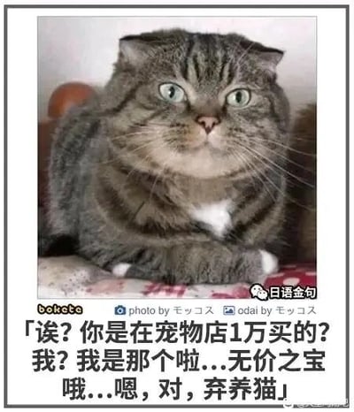 这是一张文字加注类的静态单图，主体是一只灰黑条纹的苏格兰折耳猫，它有着蓝绿色的眼睛，表情傲娇中带点心虚，前爪交叠趴在带有花纹的平面上。图中配有一段以猫的口吻展开的搞笑自嘲文案：当被问及是否是在宠物店花一万购买的时，这只猫先是嘴硬称自己是‘无价之宝’，随后又心虚地承认自己是‘弃养猫’，用这种前后反差的话术制造出幽默搞笑的效果，契合猫咪傲娇又有点小心虚的表情，让画面充满趣味。