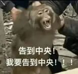 图片中一只猴子表情激动，嘴巴大张，似乎在大声喊叫。下方配有文字“告到中央！我要告到中央！！！”，通过动物夸张的表情和重复强调的文字，形成一种强烈的情绪表达效果。