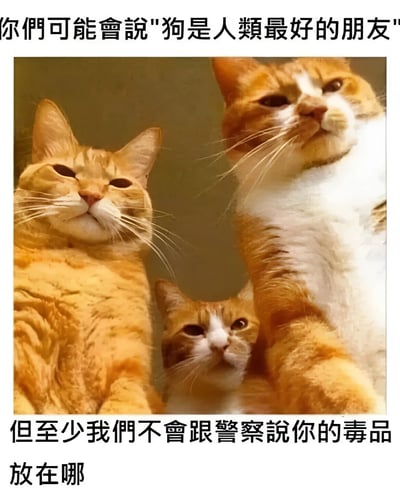 图片展示了三只橘色和橘白相间的猫并排坐在一起，都抬着头用严肃的表情看向同一个方向。图片上方配有文字"你们可能会说'狗是人类最好的朋友'"，下方则接"但至少我们不会跟警察说你的毒品放在哪"。这是一个幽默对比梗图，通过夸张的方式调侃猫比狗更能保守秘密的刻板印象，制造出黑色幽默效果。