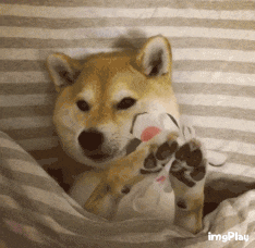 柴犬戴面具捂脸变表情的搞笑动图