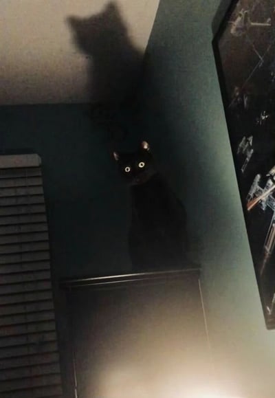 室内角落场景中，一只黑猫正直视镜头，双眼圆睁显得十分惊讶。猫的上方天花板上投射出一个巨大的猫形影子，影子轮廓比实际猫咪大很多，形成强烈的视觉对比。墙壁为蓝绿色，左侧有白色百叶窗，右侧可见部分黑色相框。