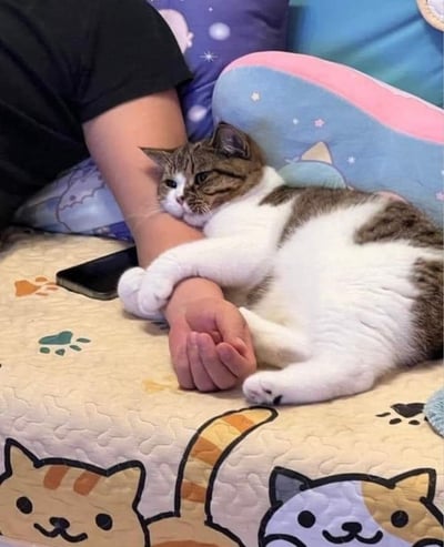 这张图片展示了一只可爱的猫咪正用爪子死死地抱住主人的前臂，把主人的手臂当作抱枕或玩偶一样贴在怀里，脸还靠在手臂上，一副超级依赖、安心的模样。猫咪的神情有点呆滞和满足，似乎对主人的陪伴非常依赖，主人则任由猫咪抱紧。整个气氛充满治愈和温馨感。

**创意小解读**：
猫咪这种动作常常被用来调侃"猫很粘人"、"主人的手寸步难离"等，也可以联想到“情感勒索”、“我不许你走”等轻松网络用语。