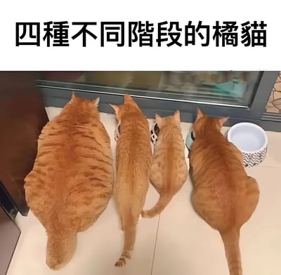 图片展示了四只不同体型的橘猫从大到小排列，面向窗户，每只猫面前都有一个食物碗。上方文字写着'四种不同阶段的橘猫'，幽默地展示了橘猫可能随时间变化的体型。