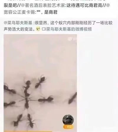 这是一张微博平台的社交媒体截图，整体分为上下两部分：下半部分是一段微博视频的截图，画面里多只蚂蚁正围着一只蚂蚁，呈现出围攻的姿态；上半部分是多条微博评论内容。用户们结合商鞅变法后被车裂的历史典故，用谐音和调侃的方式玩梗，将蚂蚁围攻的场景戏称为蚁穴内部经历“变法”后的“车裂”名场面。用户“菜鸟耶夫斯基”先评论“很显然，这个蚁穴内部刚刚经历了一场比较声势浩大的变法”，后续用户接力玩梗，“宽容公正麦卡锡”点出“商君”（即商鞅），“著名酒后表脸艺术家”调侃“这待遇可比商君高”，还有用户说“裂是吧”，对应商鞅被车裂的结局，通过自然场景和历史事件的结合，制造出幽默的网络趣味内容。