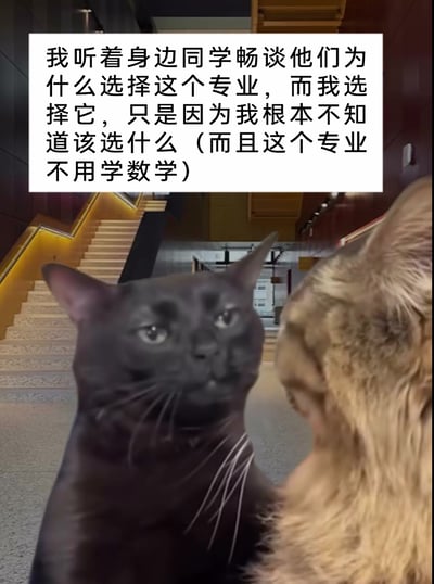 这是一张经过二次创作的梗图，画面背景是室内楼梯间，主体是两只拟人化的猫咪，其中左侧的黑猫是网络知名的“mur猫”表情包形象，它眼神无奈、表情心虚，正看向右侧的黄猫。图片上方配有白色背景的黑色文字，内容为“我听着身边同学畅谈他们为什么选择这个专业，而我选择它，只是因为我根本不知道该选什么（而且这个专业不用学数学）”，精准表达了部分学生在选择专业时没有明确规划，只是为了避开数学这一学科而做出选择的无奈与心虚，用猫咪的拟人化情绪来放大这种真实又略带尴尬的校园生活场景，容易引发学生群体的共鸣。