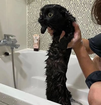 浴室场景中，一只全身湿透的黑猫被人用双手从浴缸中托起。猫咪毛发紧贴身体，显得体型纤长，它瞪着圆溜溜的大眼睛，嘴巴微张，舌头不自觉地伸了出来，表情充满惊恐和抗拒，仿佛在经历一场可怕的灾难。背景中可以看到白色浴缸、银色水龙头和带有小方格图案的瓷砖墙，旁边还放着一瓶沐浴露。整个画面生动展现了猫咪对洗澡的极度不情愿，表情夸张又搞笑，让人忍俊不禁。