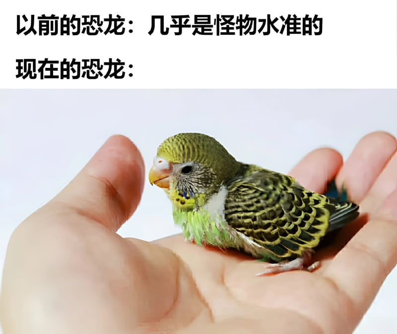 虎皮鹦鹉