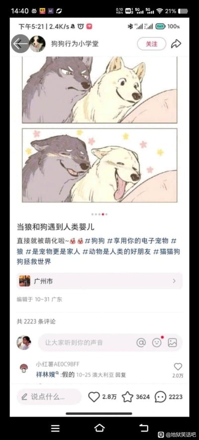 社交媒体平台截图，内容为账号“狗狗行为小学堂”发布的两格连环漫画。第一格中灰狼表情严肃，白狗面带微笑，背景疑似人类婴儿的皮肤；第二格中灰狼咧嘴笑，白狗吐舌眯眼，周围有黄色和粉色星星特效，表现出被萌化的开心状态。下方配文描述狼和狗遇到人类婴儿后“直接就被萌化啦”，并带有#狗狗 #宠物更是家人 等话题标签，定位显示广州市，发布于10月31日，获得2.8万点赞、3624收藏和2223条评论。