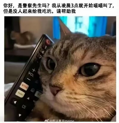 这是一张搞笑宠物梗图，一只狸花猫的脸旁被放置了一个遥控器，视觉上仿佛猫咪正拿着遥控器打电话，搭配上方的拟人化文字：“你好，是警察先生吗？我从凌晨3点就开始喵喵叫了，但是没人起来给我吃的。请帮助我”，以诙谐的方式还原了猫咪饿肚子却没人投喂，无奈“求助警察”的可爱场景，用拟人化的吐槽戳中铲屎官们的日常，十分有趣。