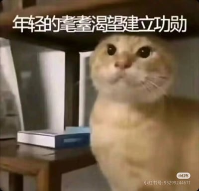 梗图中是一只表情严肃甚至有些呆滞的橘猫，配上文字“年轻的猫猫渴望建立功勋”，表达了年轻人渴望有所作为却又迷茫或者无力的状态。
有一定的反讽和无奈意味，结合猫的呆萌外表形成趣味对比，对现代职场以及社交压力有所影射。