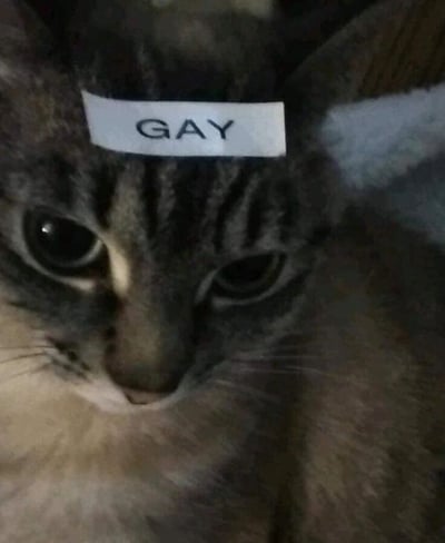 一张虎斑猫的特写照片，猫咪的额头正中央被贴上了一张白色标签，上面用黑色大写字母写着“GAY”。猫咪眼神无辜地看向镜头，表情中带着一丝困惑，整体画面呈现出一种幽默搞笑的效果。这张图片通过给动物贴上具有特定含义的标签，制造出一种反差萌的喜剧感。