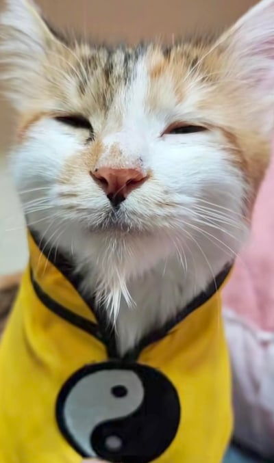 一只毛色为橘白相间的猫咪，正穿着一件黄色的太极服，衣服上有一个黑色的阴阳符号。猫咪的眼睛微微眯起，表情显得十分淡定从容，仿佛一位深藏不露的武林高手。照片采用近距离拍摄，突出了猫咪的面部表情和特色服装，背景模糊，让观者的注意力完全集中在这只