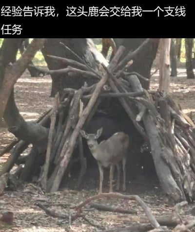 这是一张结合真实拍摄与玩梗文字的趣味梗图。画面中，一只真实的小鹿平静地站在树林里由枯树枝搭建的简易窝棚入口，周围地面散落着枯叶与断枝，营造出野外自然的场景。图片上方配有文字“经验告诉我，这头鹿会交给我一个支线任务”，玩了角色扮演类（RPG）游戏的经典梗：在这类游戏中，玩家常常会在野外场景遇到非玩家角色（NPC），这些NPC的核心作用之一就是向玩家发布支线任务，而这只小鹿的站位和场景，完美契合了游戏里发布任务NPC的常见出场画面，因此被网友脑补成游戏里的任务发布者，引发游戏爱好者的共鸣，充满趣味与调侃感。