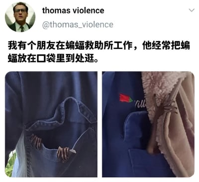 这是一张社交媒体截图，显示用户thomas violence分享的趣事：他有个在蝙蝠救助所工作的朋友，经常把蝙蝠放在口袋里到处逛。配图分为左右两张，左侧显示蓝色外套口袋里露出蝙蝠的爪子，右侧则能看到更多蝙蝠的身体部分从口袋里探出。整体内容幽默有趣，展现了一种奇特的动物救助场景。