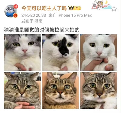 这是一条来自微博用户的互动动态，发布者展示了六张猫咪的特写照片，其中五只猫咪眼神精神、状态清醒，只有中间下排的狸花猫眼神涣散、半睁着眼睛，看起来十分困倦，明显是被从睡梦中叫醒拍照的，以此和网友互动猜测，内容充满趣味，是很治愈的吸猫向内容。