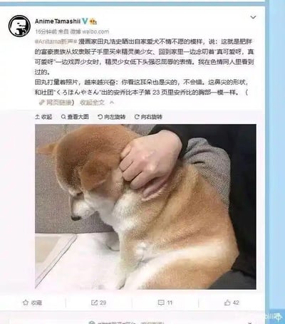 这是一张微博社交媒体截图，内容是动漫相关账号发布的图文内容。配图是一只表情委屈、满脸不情愿的柴犬，被人用手抓着脖子，柴犬低头耷眼，呈现出抗拒的姿态。配文是一段充满二次元脑洞的搞笑文字，将柴犬的不情愿表情，脑补为肥胖富家贵族买来精灵美少女后，少女强忍屈辱的模样，还把柴犬的五官和同人本里的角色特征对应起来，用二次元脑洞和现实动物表情结合制造出强烈的反差搞笑效果。图中没有双关、谐音梗等内容，整体是动漫爱好者的玩梗创作。