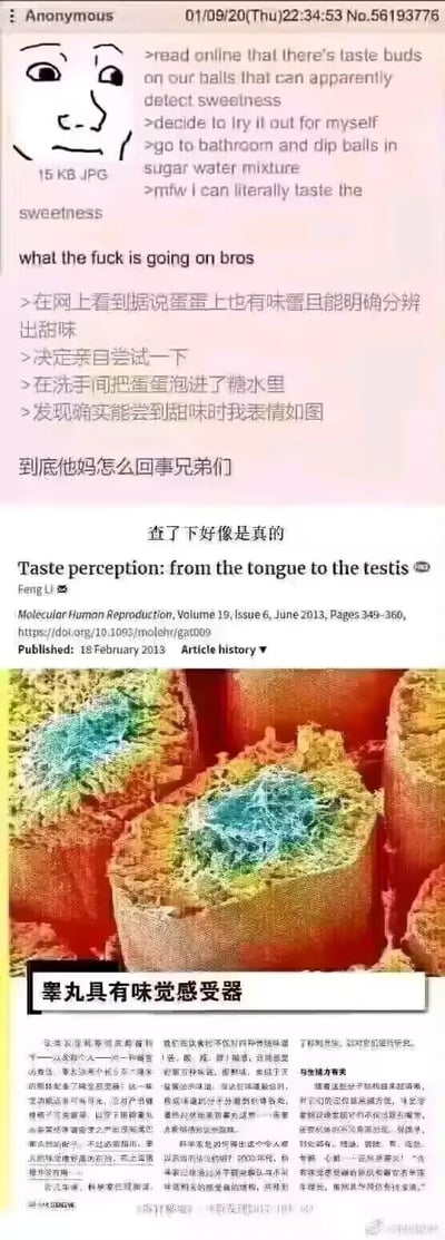 这是一张拼接了外网论坛趣味帖子与学术科普内容的竖屏梗图，整体分为三个部分：
1. 顶部是4chan匿名用户的英文帖子，用户称看到「睾丸有能分辨甜味的味蕾」的说法后，亲自将睾丸泡进糖水，结果真的尝到了甜味，配了一张满脸疑惑的简笔画表情包，发出灵魂疑问；
2. 中间是这段帖子的中文翻译内容；
3. 下半部分是来自2013年《Molecular Human Reproduction》期刊的论文《Taste perception: from the tongue to the testis》的相关科普，配有睾丸味觉感受器的显微图像，科普说明睾丸确实存在味觉感受器，这类感受器除了能感知甜、酸、咸、苦、鲜，还能感知脂肪味道，且其分布与生殖能力有关。
图中无谐音梗、双关或暗示类内容。