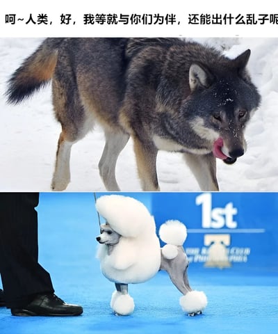 图片为上下对比结构。上半部分是一只狼站在雪地中，毛发呈灰黑色，尾巴带有棕色，嘴巴微张吐着舌头，眼神略带不屑或无奈。下半部分是一只经过精心修剪的白色贵宾犬，被人牵引着站在蓝色舞台上，背景有“1st”的标志，推测是犬展获奖场景。图片顶部配有文字“呵~人类，好，我等就与你们为伴，还能出什么乱子呢”，以幽默讽刺的语气对比了野生狼与被人类驯化、精心打扮的宠物犬，暗示人类对动物的影响。