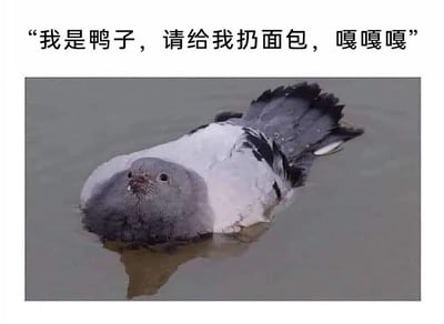 这是一张充满趣味的搞笑梗图，画面主体是一只泡在水面上的鸽子，它的身体大部分浸在水里，仅露出头部和部分翅膀，从视觉上看形态类似鸭子。图片上方配有拟人化的文字：“我是鸭子，请给我扔面包，嘎嘎嘎”，给这只鸽子赋予了“伪装成鸭子来骗取人们投喂面包”的设定，通过动物的拟人化行为和视觉上的反差感，制造出滑稽搞笑的效果，调侃了那种为了获取好处而伪装身份的行为，很容易引发网友的共鸣和笑点。