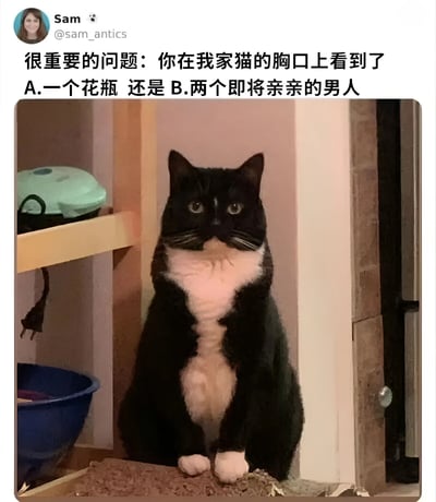 社交媒体用户Sam (@sam_antics)发布的帖子，内容为一张黑白猫咪的照片。猫咪正坐着，其胸口的白色毛发形成了特殊的图案。帖子配文提出一个视觉错觉问题：“很重要的问题：你在我家猫的胸口上看到了 A.一个花瓶 还是 B.两个即将亲亲的男人”，引发网友对猫咪毛色图案的不同解读。背景中可见猫砂盆和木质架子，环境为居家场景。