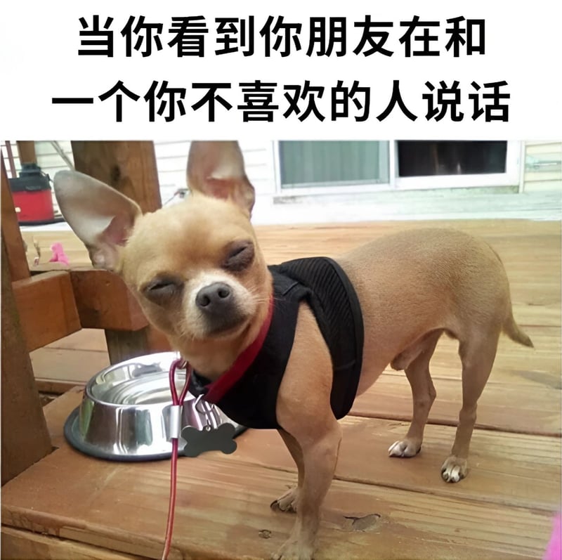 吉娃娃