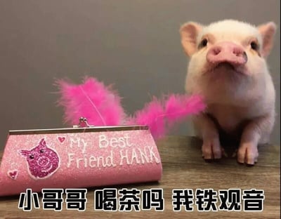 图片中是一只白色小香猪，有着粉嫩的鼻子和耳朵，正呆萌地站立在木质桌面上。小猪身旁放着一个粉色闪粉材质的 clutch，上面印有卡通猪头像、爱心图案和英文文字“My Best Friend HANK”， clutch 末端还装饰着一簇粉色羽毛。图片底部配有黑色文字“小哥哥 喝茶吗 我铁观音”，营造出小猪拟人化搭讪的幽默场景，用“铁观音”这一茶名增添俏皮感。
