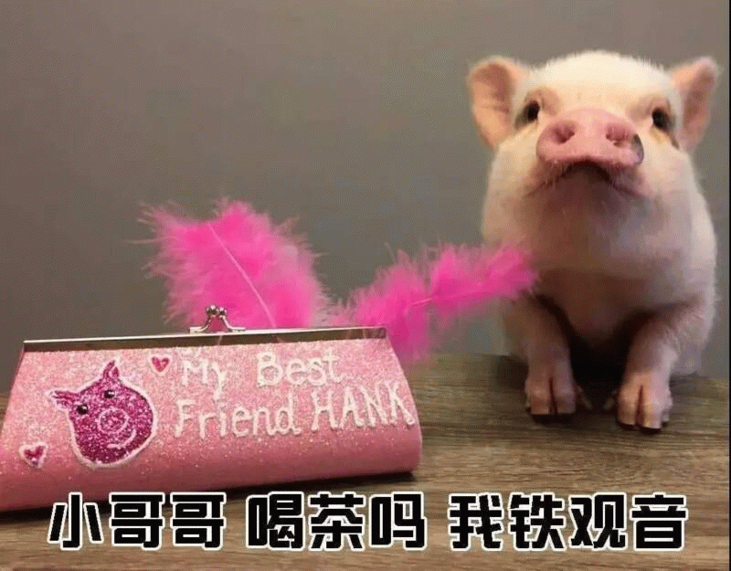 小猪举羽毛搭讪：小哥哥喝茶吗我铁观音
