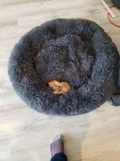 一张俯拍视角的照片，展示了一只小橘猫舒适地蜷缩在一个巨大的灰色毛绒猫窝里。猫窝呈圆形，毛发蓬松柔软，几乎完全包裹住了小猫。橘猫正用爪子轻触脸颊，似乎在舔毛或洗脸，表情放松惬意。猫窝放置在浅色木地板上，照片下方可以看到一只穿着紫色袜子的人的脚，形成了人与宠物温馨互动的场景暗示。整个画面传递出温暖、舒适和治愈的氛围。