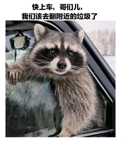 图片中一只浣熊从汽车车窗探出身来，前爪搭在车窗边缘，眼神友好地望向镜头。图片上方配有文字“快上车，哥们儿，我们该去翻附近的垃圾了”，将浣熊爱翻垃圾的习性拟人化，营造出一种朋友间邀约的幽默场景。