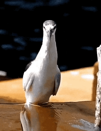 这是一段动态GIF，画面中一只灰顶白身的水鸟站在水边，随着画面推进，鸟的身体慢慢被水面“淹没”，最后只剩头部露出，营造出鸟正在沉入水中的错觉。实际上这是视觉错位效果，鸟站在水下的平台或浅滩上，只是视角让它看起来像在下沉，整个画面没有文字，充满趣味和反差感。