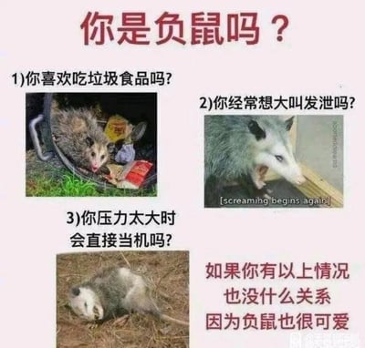 这是一张图文混排的趣味自嘲梗图，以“你是负鼠吗？”为核心标题，通过负鼠的三种典型习性类比当代人的生活与情绪状态：第一个测试点对应“喜欢吃垃圾食品”的行为，配图是在垃圾桶内翻找食物的负鼠；第二个测试点对应“想通过大叫发泄情绪”的状态，配图是张嘴大叫的负鼠，下方标注英文“[screaming begins again]”；第三个测试点对应“压力过大时直接当机（逃避、宕机）”的状态，配图是装死躺平的负鼠。最后用“如果你有以上情况也没什么关系因为负鼠也很可爱”的文字传递治愈感，引导人们接纳自身的负面状态，图的右下角带有“@天臺貓酒館”的水印。