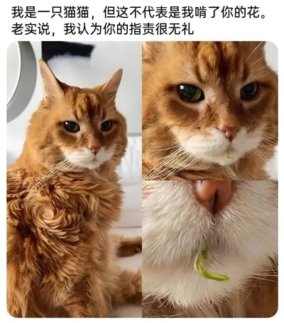 这是一张幽默的猫咪表情包，由三张图片拼接而成。左侧是一只橘猫的全身照，表情严肃；右上角是猫咪脸部特写，嘴巴里明显叼着绿色植物；右下角是猫咪胸部特写，有更多植物残渣挂在毛发上。图片上方配有文字："我是一只猫猫，但是这不代表是我啃了你的花。老实说，我认为你的指责很无礼"，形成了猫咪否认犯错但证据确凿的搞笑对比效果。