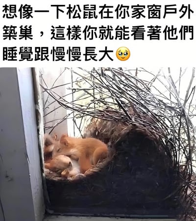 图片上方有文字'想像一下松鼠在你家窗户外築巢，這樣你就能看著他們睡覺跟慢慢長大 😢'，下方是一张实拍照片，显示几只小松鼠蜷缩在树枝搭建的巢穴中，正在窗户外睡觉。整个画面营造出温馨又略带伤感的氛围。
