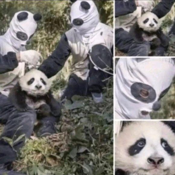 大熊猫