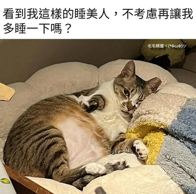 这张图片是一只躺在猫窝里、表情慵懒的猫咪，旁边有一段拟人化幽默文字：“看到我這樣的睡美人，不考慮再讓我多睡一下嗎？”。整体气氛轻松搞笑，既有猫咪日常的治愈感，也通过把猫比作“睡美人”制造双关，呈现宠物与主人的可爱互动。