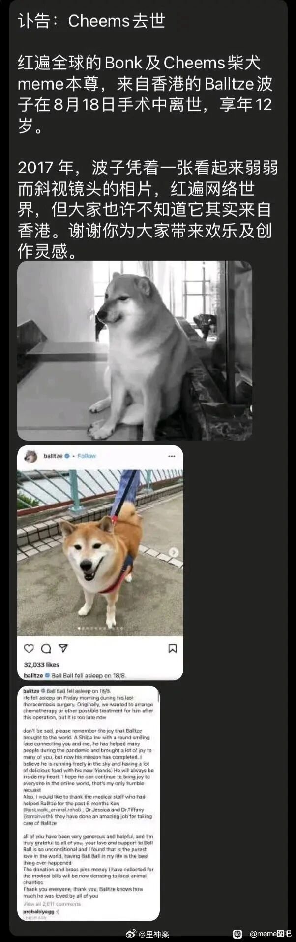全球知名Bonk、Cheems meme原型柴犬