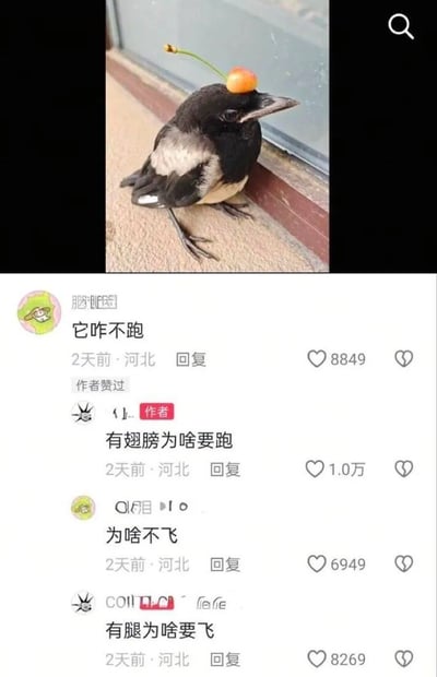 图片上半部分是一只黑白相间的小鸟，疑似喜鹊幼鸟，站在玻璃窗旁的粗糙台面上。它头部为黑色，背部和翅膀有灰、黑、白色羽毛，腹部偏白，细长的喙朝向右方；头顶放着一颗带绿色果柄的橙色樱桃，姿态安静呆萌。下半部分是社交媒体评论区截图。一位网友先问“它咋不跑”，作者回复“有翅膀为啥要跑”；另一位网友追问“为啥不飞”，作者又回复“有腿为啥要飞”。四条评论均显示发布于河北，并有较高点赞数。笑点在于用“有翅膀就不用跑”“有腿就不用飞”的循环式诡辩，回避了小鸟为何既不跑也不飞的问题，形成一本正经的荒诞逻辑。