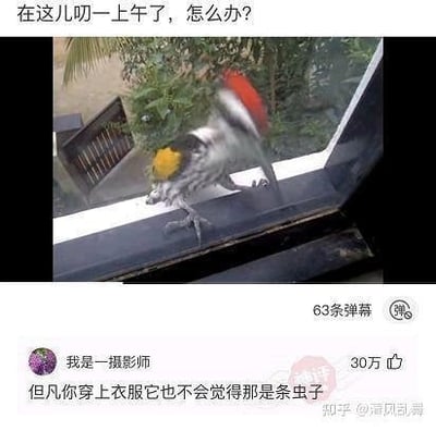 这是一张网络流传的搞笑内涵梗图，图片顶部是网友的提问文字：“在这儿叨一上午了，怎么办?”，主体画面展示了一只头部带有黄色、红色羽毛的小鸟站在窗外玻璃窗沿，不停啄玻璃。图片下方是网名为“我是一摄影师”的网友的高赞回复，该回复获得30万赞，内容为“但凡你穿上衣服它也不会觉得那是条虫子”，右下角标注来源为知乎@霜风乱舞，还标注有63条弹幕。这个回复属于内涵调侃，暗示提问者没穿衣服，小鸟透过玻璃错把提问者的身体部位当成虫子才一直啄击窗户，属于低俗搞笑内容。