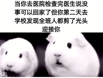 图片上半部分为黑色文字描述搞笑场景：当你去医院检查后医生说没事，第二天回学校却发现全班同学都剃了光头迎接你。下半部分是两只圆头圆脑的白色豚鼠照片，它们光滑的头部形象恰好呼应了文字中的“光头”梗，整体营造出一种荒诞又搞笑的氛围。