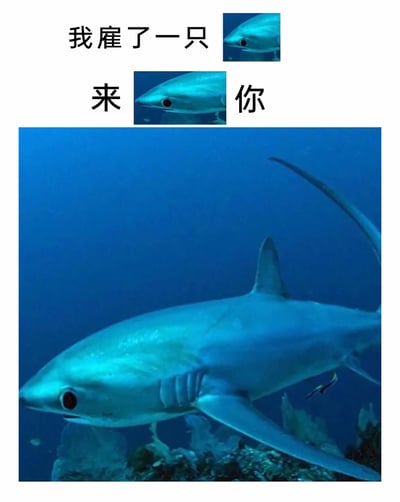 这是一张利用谐音梗制作的搞笑表情包，上方通过文字搭配鲨鱼头部小图，组成“我雇了一只鲨来鲨你”的句子，借助“鲨”与“杀”的谐音，将带有威胁感的话语转化为趣味玩梗内容；下方是一张在蓝色海水中游动的长尾鲨实拍图，鲨鱼身形流畅，标志性的长尾巴十分显眼。整体图文结合，营造出幽默诙谐的氛围，适合在社交聊天中用来和朋友开玩笑，以夸张的方式表达“放狠话”的趣味情绪。