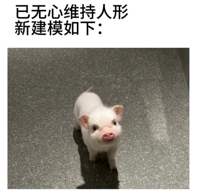 这是一张网络趣味表情包，图片上方区域为白色背景，配有黑色简体中文文字“已无心维持人形 新建模如下：”，图片主体下方是一张实拍的白色迷你小香猪照片，小香猪站在灰色带斑点的地面上，抬头看向镜头。该图用幽默的拟人化方式，调侃自己已经疲惫到不想维持正常人的社交形象，现在只想摆烂，将自己“建模”成无忧无虑的小猪，生动表达了当代人身心俱疲、想要躺平摆烂的情绪。