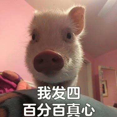 小猪发誓百分百真心