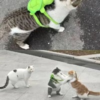 狸花加白猫咪