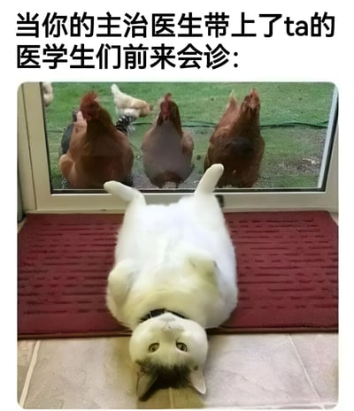 图片展示了一只白猫仰卧在红色地垫上，透过玻璃门可以看到外面有几只鸡正好奇地向内张望。图片上方配有文字：'当你的主治医生带上了ta的医学生们前来会诊:'，通过幽默的方式将鸡群比作围观的医学生，将白猫比作被会诊的病人，形成了一幅有趣的医疗场景类比图。
