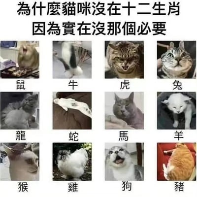 这是一张九宫格排版的图文混排梗图，上方配有文字“为什么猫咪没在十二生肖 因为实在没那个必要”。图片主体为3行4列共12张猫咪照片，每张照片下方分别标注了十二生肖的名称（鼠、牛、虎、兔、龙、蛇、马、羊、猴、鸡、狗、猪）。每张猫咪照片通过不同的表情和动作，幽默地对应了各个生肖的特征，暗示猫咪已经涵盖了所有生肖的特质，因此无需进入十二生肖。