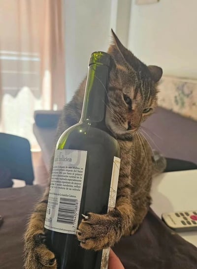 一只虎斑猫正用前爪抱着一个绿色的红酒瓶，瓶子上有一个标签写着"Saint-Félicien"。猫咪表情专注，耳朵竖起，似乎在认真地抱着瓶子。背景中可以看到一个遥控器和模糊的室内环境，看起来是在一个家庭的客厅或房间里。这张照片捕捉到了猫咪拟人化的有趣瞬间，让人联想到人类抱着酒瓶的姿势，显得十分滑稽可爱。