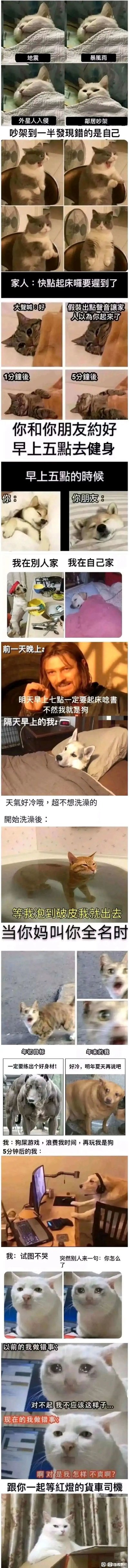 这是一组竖屏超长的搞笑梗图合集，通过猫狗的真实表情和动作，搭配贴合生活的文案，调侃了多个日常场景：1. 猫面对地震、暴风雨、外星人入侵都淡定睡觉，只有邻居吵架时才抬头关注；2. 吵架到一半发现自己错了的猫，从激动张嘴争辩到心虚闭嘴低头；3. 家人叫起床时，表面答应“好”，假装出声让家人以为起床，实则继续睡懒觉；4. 和朋友约好早上五点健身，结果两人都在熟睡，分别对应“我在别人家”和“我在自己家”的状态；5. 前一天晚上发誓“明天早上七点一定要起床念书不然我就是狗”，第二天变成狗躺在床上；6. 冬天不想洗澡，泡进浴缸后却不想出来，配文“等我泡到破皮我就出去”；7. 妈妈叫全名时，从淡定瞬间变得惊恐；8. 立下健身flag的猫，从斗志昂扬到因寒冷放弃；9. 发誓不玩游戏，结果很快就打脸沉迷其中；10. 试图忍住不生气，被别人一句话戳中后崩溃道歉；11. 等红灯的货车司机，表现出无聊发呆的状态。整体内容充满生活感，用动物表情精准还原了人们的真实心态，十分搞笑。