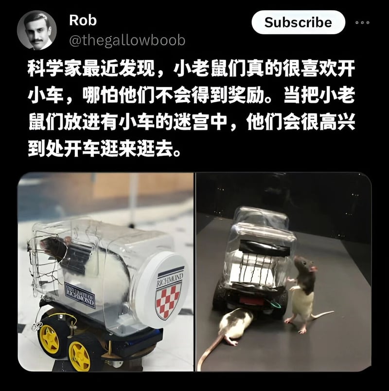 小老鼠