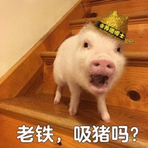 富贵猪博士在线邀请：老铁，吸猪吗？